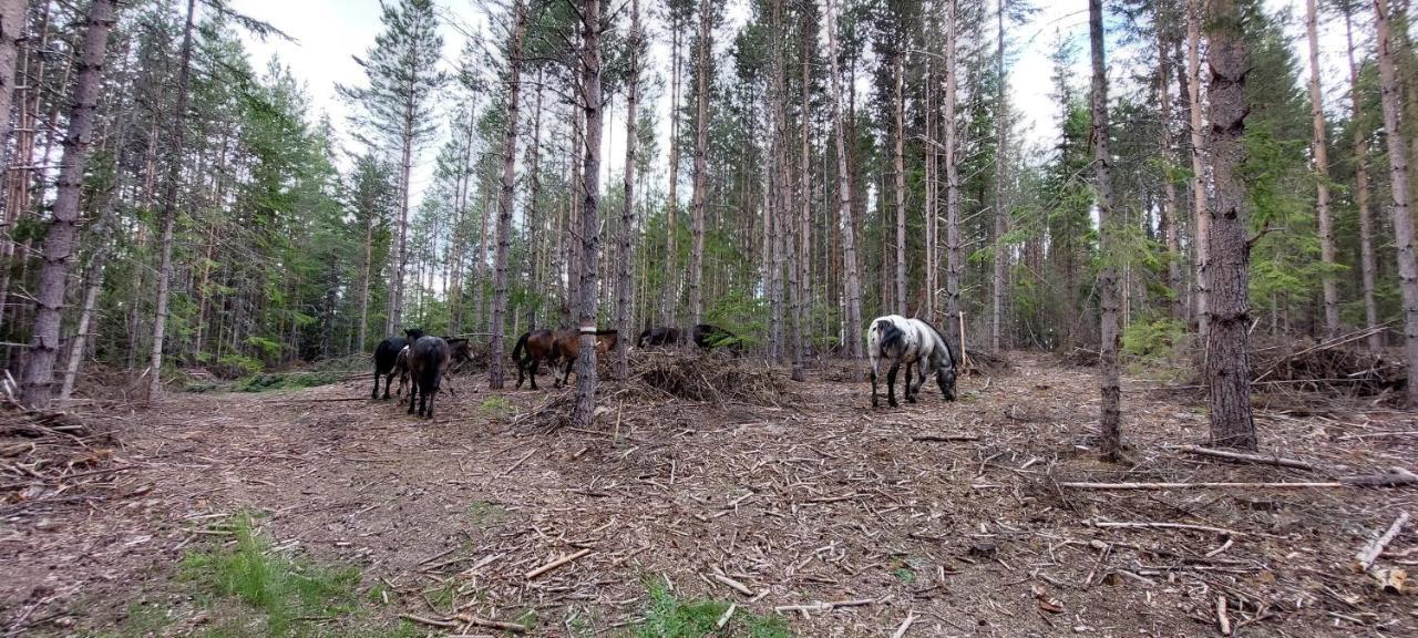 فيلا Вила Орцево Vila Ortsevo المظهر الخارجي الصورة